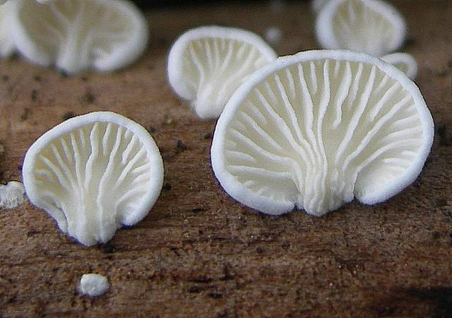 I  Funghi  dopo  l''Uragano